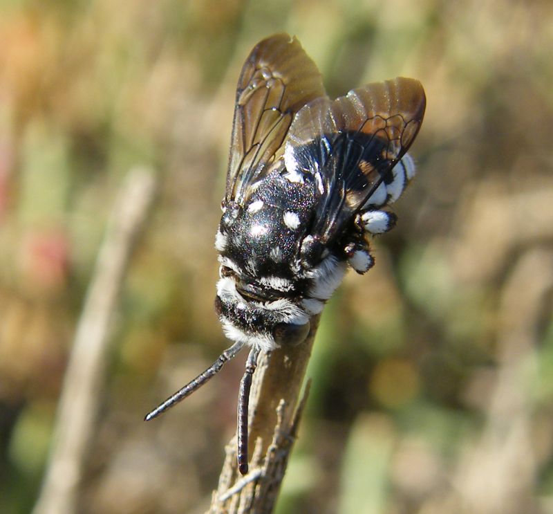 Thyreus sp., Apidae Anthophorinae